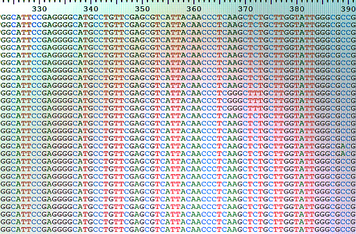 Aligned DNA nucleotide sequences displayed on a laptop computer screen. The figures at the top of the sequence refer to the positions in the sequence counting from the first base.