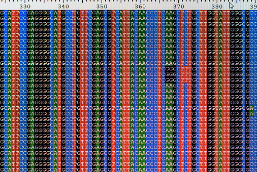 Aligned DNA nucleotide sequences displayed on a laptop computer screen. A genetic mutation can be seen in three of the sequences.