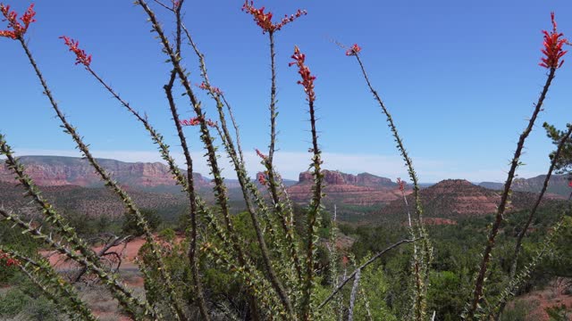 Desert Plants, Sedona Arizona
