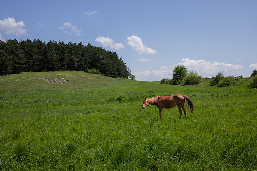 Amazing photography of green field near pine forest and domestic horse who is grazing there. Sunny spring wild scene.