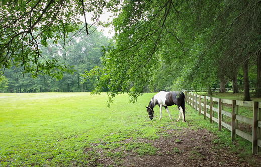 A black and white horse in a beautiful scene in rural Tennessee during the Summer