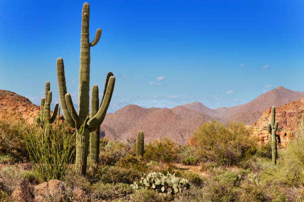 istock Tonto National Forest, Arizona 1497287632