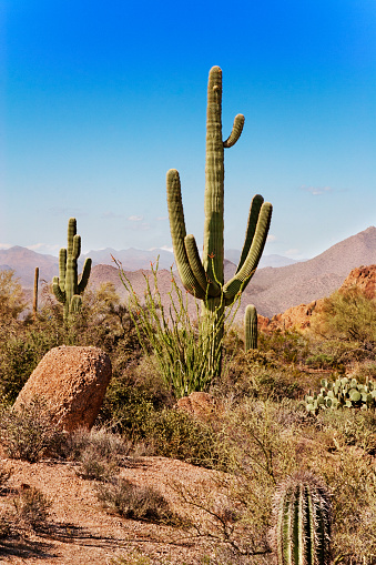 group of textured surface of red and green cactus flower in Aruba island