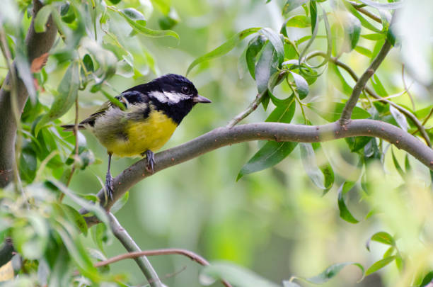istock Yellow-bellied tit in Qinling Mountains 1497290657