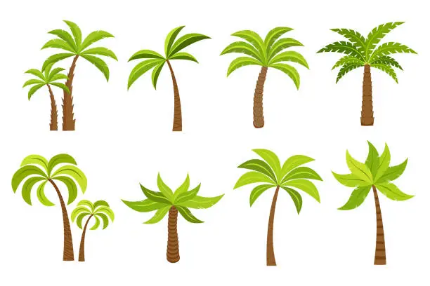 Vector illustration of plam tree and coconut trees isolated on white background