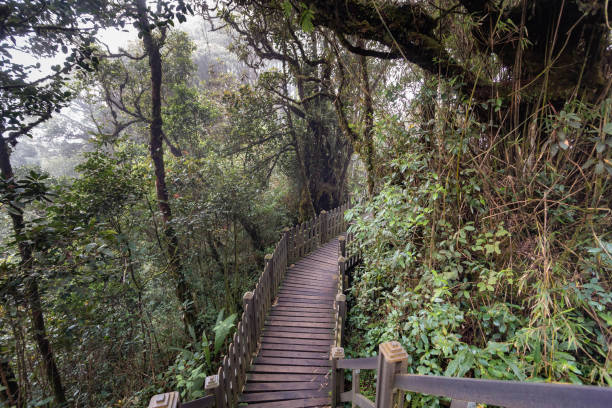 istock Mossy forest view during day time in Cameron Highland, Pahang 1497290908