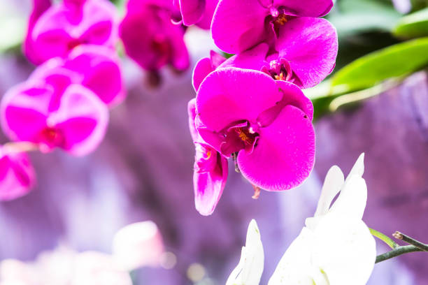 Beautiful flower view in close up during spring