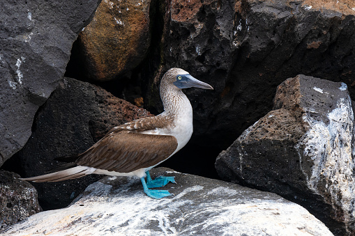 Galapagos Blue Footed Booby (Sula nebouxii), Santa Cruz Island, Galapagos national park, Ecuador.
