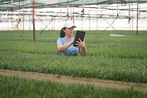 Photo of adult woman wearing a blue blouse using digital tablet for examining plant in greenhouse. Shot under day light.