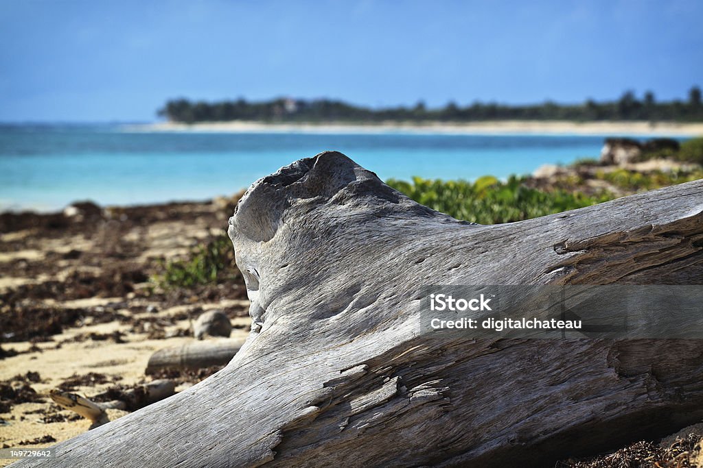Driftwood on a deserted Caribbean Beach A wild and deserted Caribbean beach scene featuring a piece driftwood in the foreground and clear turquoise water in the background on a sunny day. Beach Stock Photo