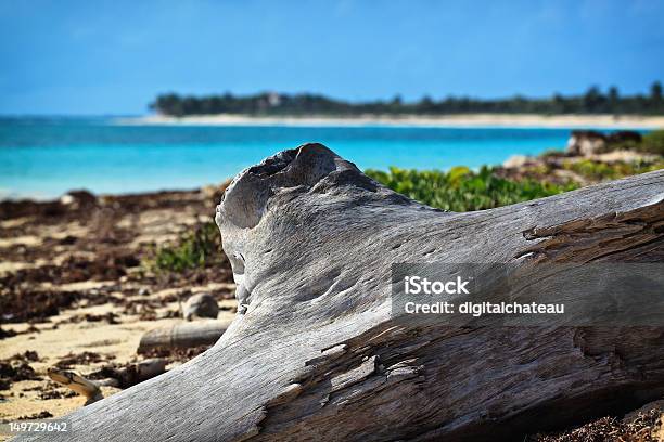 Driftwood On A Deserted Caribbean Beach Stock Photo - Download Image Now - Beach, Caribbean, Clear Sky