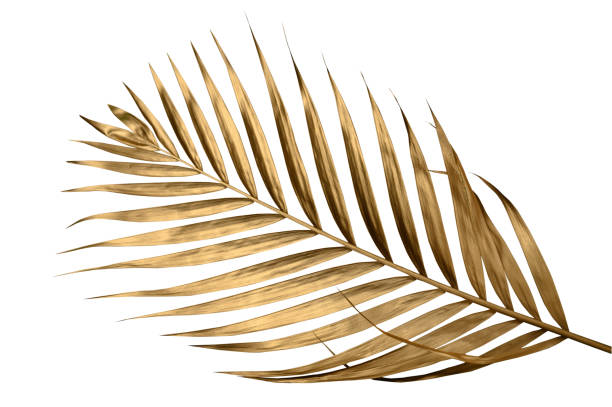 istock leaves of palm Gold color tree on white background.clipping path 1497296798