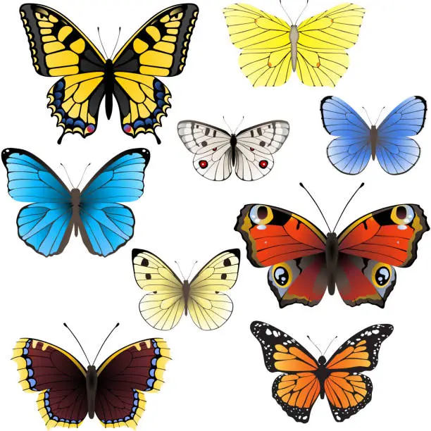 Vector illustration of Collection of butterflies on white background