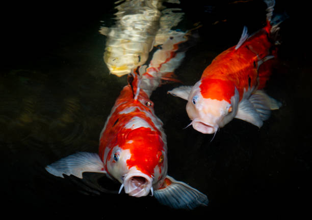 Japan koi fish or Fancy Carp swimming in a black pond fish pond. Popular pets for relaxation and feng shui meaning. Popular pets among people. Asians love to raise it for good fortune or zen. pez koi japonés o carpa de fantasía nadando en un estanque de peces de estanque negro. mascotas populares para la relajación y el significado del feng shui. mascotas populares entre las personas. a los asiáticos les encanta criarlo para la buena fortun