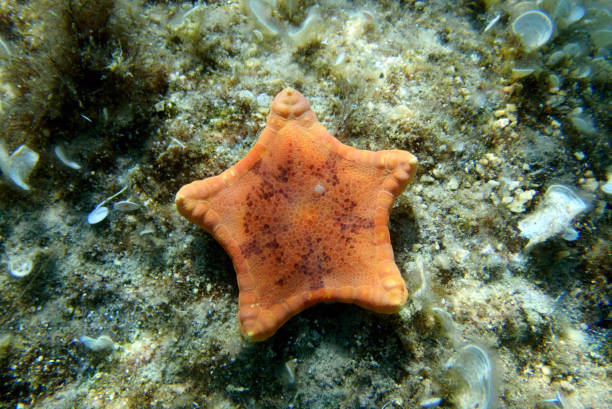 подводное изображение морской звезды плаценты бисквитной - (sphaerodiscus placenta) - pentagonaster starfish стоковые фото и изображения