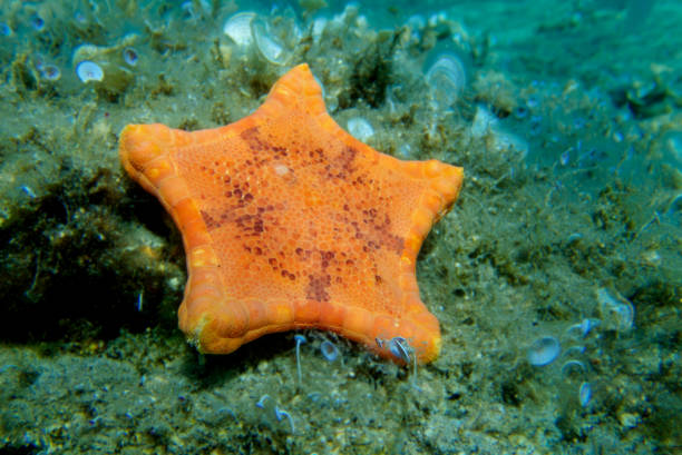 подводное изображение морской звезды плаценты бисквитной - (sphaerodiscus placenta) - pentagonaster starfish стоковые фото и изображения