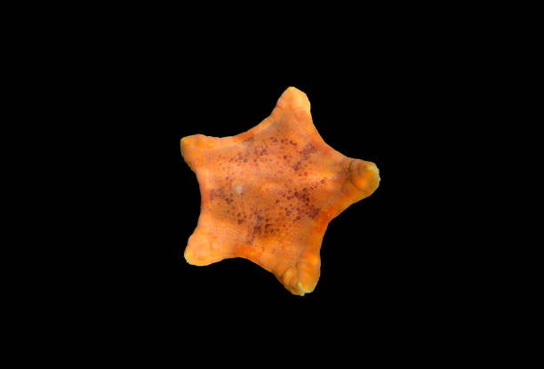 плацента бисквитная морская звезда - (sphaerodiscus placenta) - pentagonaster starfish стоковые фото и изображения