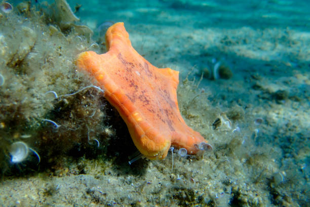 immagine subacquea della stella marina biscotto placenta - (sphaerodiscus placenta) - pentagonaster starfish foto e immagini stock