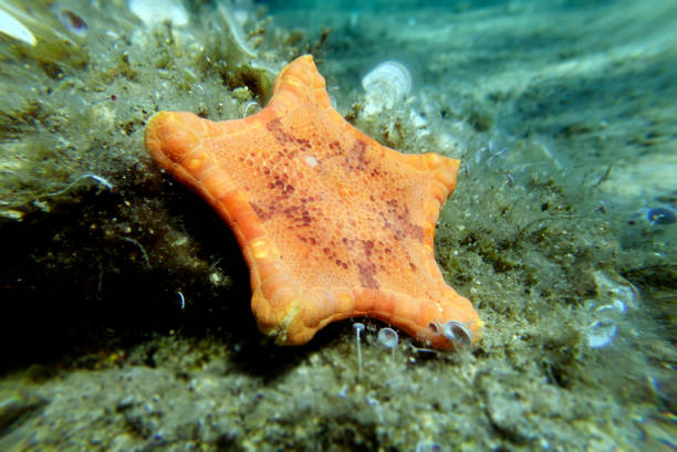 immagine subacquea della stella marina biscotto placenta - (sphaerodiscus placenta) - pentagonaster starfish foto e immagini stock