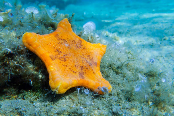 immagine subacquea della stella marina biscotto placenta - (sphaerodiscus placenta) - pentagonaster starfish foto e immagini stock