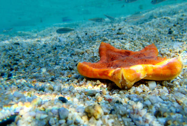 immagine subacquea della stella marina biscotto placenta - (sphaerodiscus placenta) - pentagonaster starfish foto e immagini stock