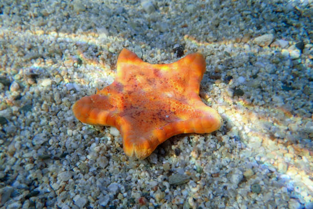 immagine subacquea della stella marina biscotto placenta - (sphaerodiscus placenta) - pentagonaster starfish foto e immagini stock