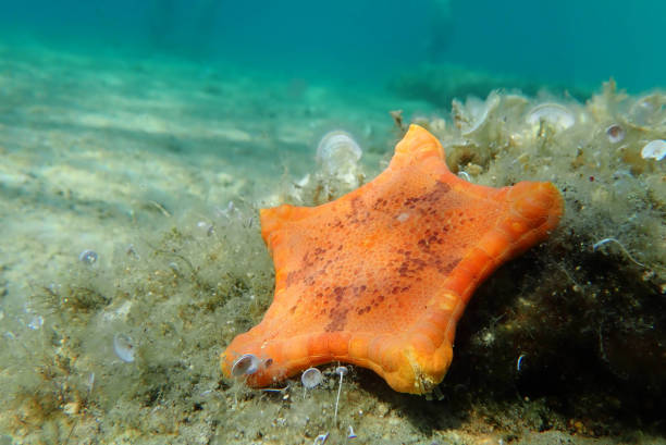 immagine subacquea della stella marina biscotto placenta - (sphaerodiscus placenta) - pentagonaster starfish foto e immagini stock