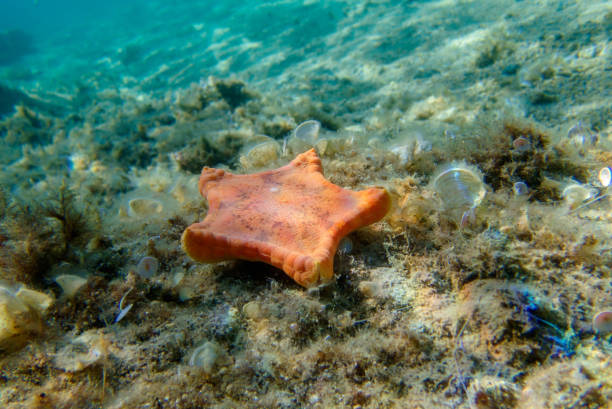 immagine subacquea della stella marina biscotto placenta - (sphaerodiscus placenta) - pentagonaster starfish foto e immagini stock