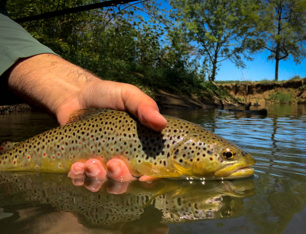salmo trutta (brown trout) - fly fishing trout brown trout fishing imagens e fotografias de stock