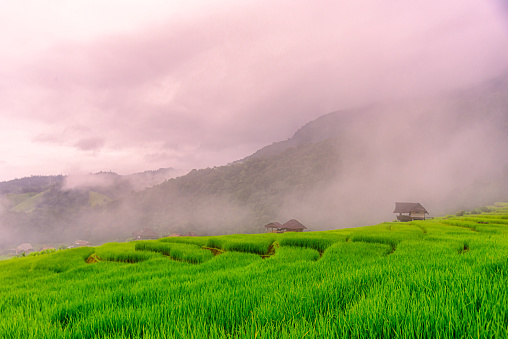 Scenery of the terraced rice fields with morning mist at Ban Pa Pong Piang in Chiang Mai, Thailand. the terraced rice fields and a mountain range in the background.
