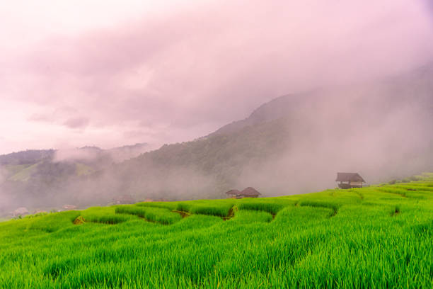Scenery of the terraced rice fields with morning mist at Ban Pa Pong Piang in Chiang Mai, Thailand stock photo