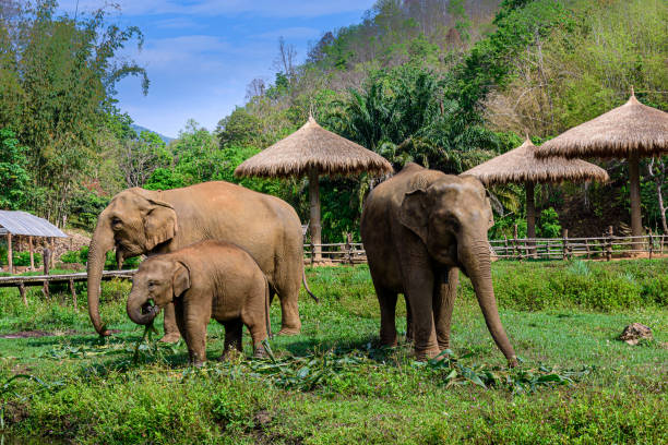 Asia elephant family live in the elephant camp in Chiang Mai, stock photo