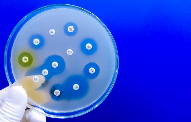 istock Antimicrobial susceptibility testing in petri dish. Antibiotic resistance of bacteria 1497301972