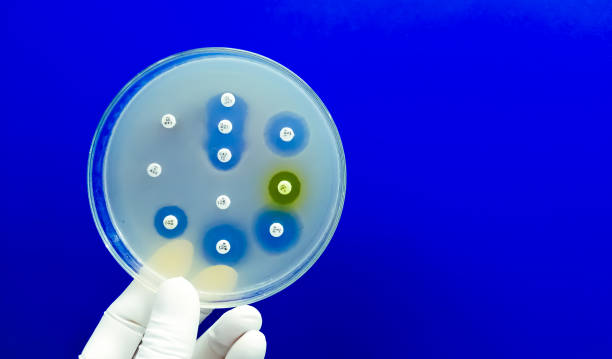 istock Antimicrobial susceptibility testing in petri dish. Antibiotic resistance of bacteria 1497301980
