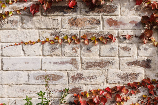 Section of a brick wall with red vines growing across.