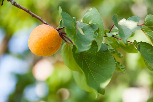 Apricot stock photo