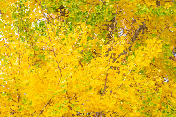 istock Colorful autumn foliage image 1497304491