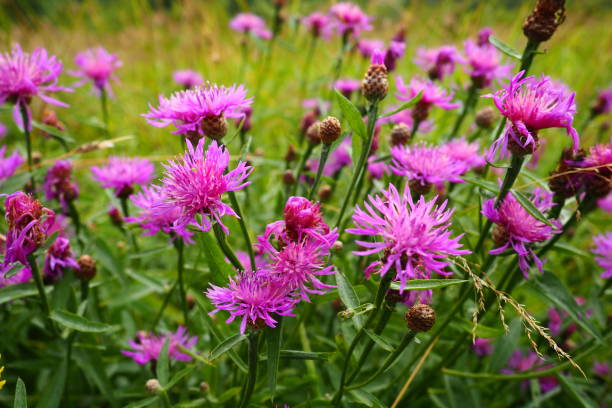 Meadow cornflower Centaurea jacea is a field weed plant, a species of the genus Cornflower of the family Asteraceae, or Compositae. Grows in meadows and forest edges. Violet elegant flower. Karelia stock photo