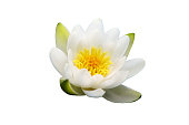 White Lily blooms on the lake, isolated on a white background. Beautiful white water Lily, isolated on a white background. Flower on the water surface, close-up.