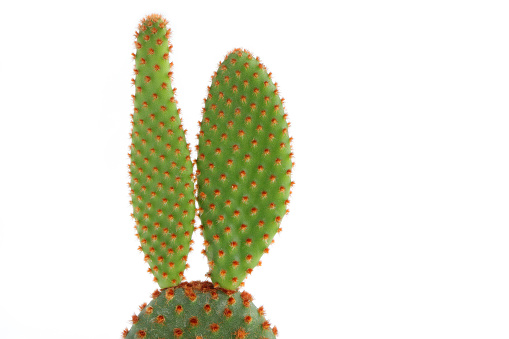 Cactus plant on white background.