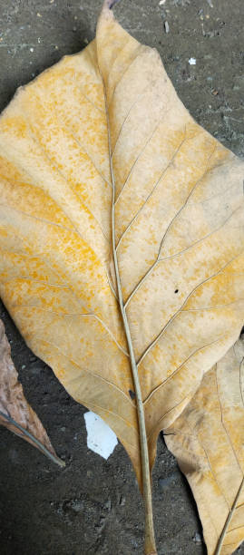 istock The texture of leaves falling from the tree 1497310700
