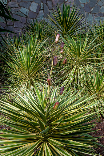 Yucca aloifolia common names include aloe yucca, dagger plant, and Spanish bayonet. It grows in sandy soils, especially on sand dunes along the coastline. Yucca aloifolia is native to the Atlantic and Gulf Coasts of the United States from southern Virginia south to Florida and west to the Texas Gulf Coast, to Mexico along the Yucatan coast, and to Bermuda, and parts of the Caribbean.