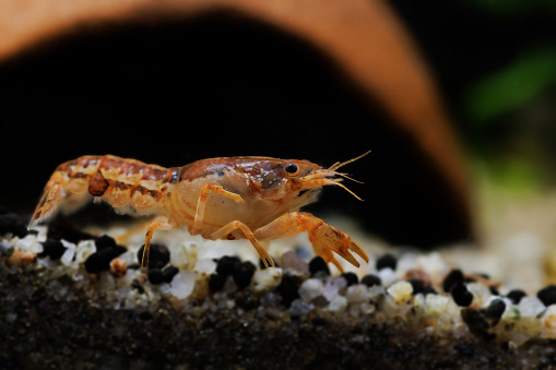 Cambarellus patzcuarensis is a small, threatened species of crayfish in the family Cambaridae. It is endemic to Michoacán in Mexico and often kept in aquariums.