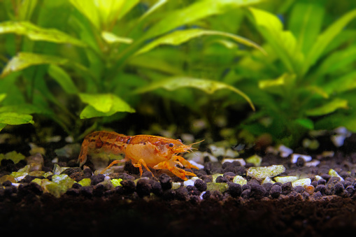 Cambarellus patzcuarensis is a small, threatened species of crayfish in the family Cambaridae. It is endemic to Michoacán in Mexico and often kept in aquariums.