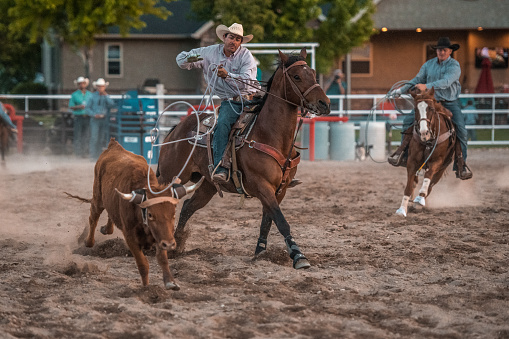 Cowboys are riding horses and lassoing in rodeo arena in Utah, USA.