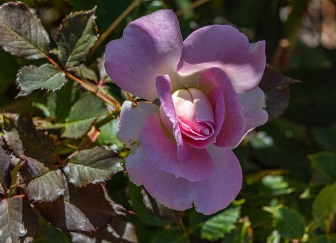 Close up of an opening rosebud. The lower petals are open while the centre of the flower remains tightly closed. The rose is surrounded by leaves and is mostly shaded, with a touch of sun on the top of the flower.