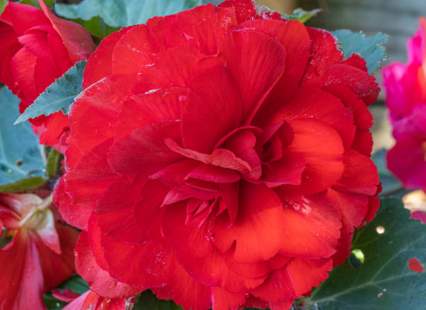 istock Bright red tuberous begonia flower 1497318403