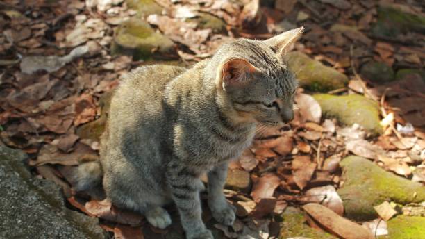 istock domestic gray cat playing in the park 1497320197