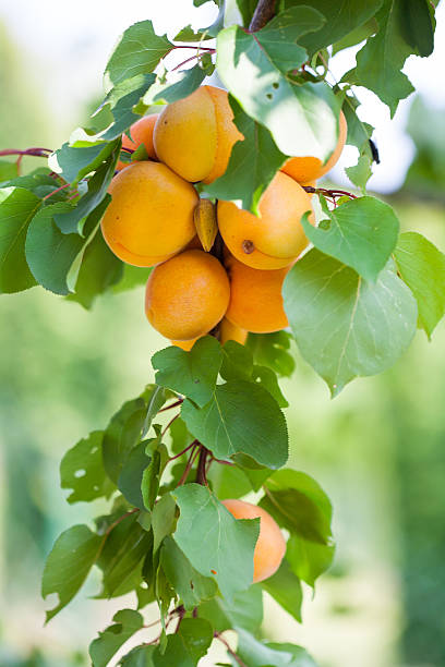 Apricot stock photo