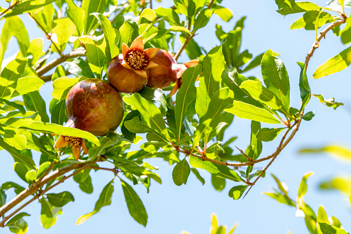 Unripe pomegranate fruit among the foliage close up. Israel
